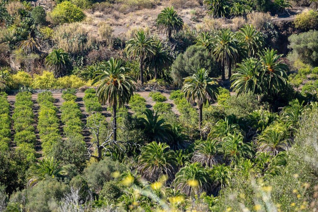 Palmengarten Apartment Los Molinos Maspalomas  Dış mekan fotoğraf